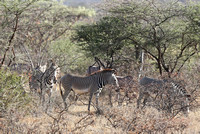 Samburu — Oryx and Grevy's Zebra