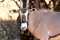 Samburu — Beisa Oryx