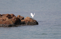 Peng Chau - Tai Lei Island Egret