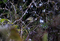 Hong Kong - Phylloscopus inornatus (Yellow-Browed Warbler)