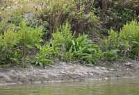 Mai Po - Ardeola bacchus (Chinese Pond Heron)