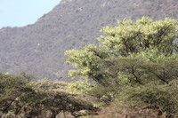Samburu — Blooms Aplenty