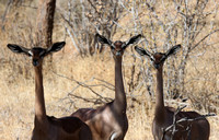 Samburu — Three Female Gerenuk