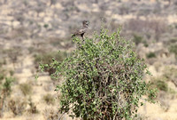 Samburu — Circaetus cinereus