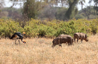 Samburu — Crowned Cranes and Warthogs