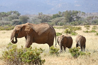 Samburu — Elephant Mothers with Babies