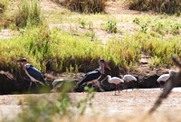 Samburu — Storks and Spoonbills