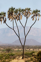 Samburu — Doum Palms and Local Landscape