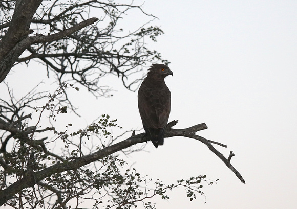 Circaetus cinereus