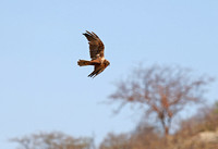 Samburu — Several Morning Birds