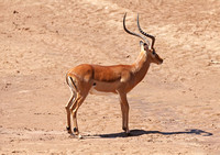 Samburu — Impala Bachelor Herd Seeking Water
