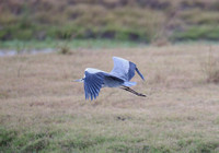 Ardea cinerea on an afternoon game drive