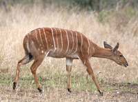 Tragelaphus angasi at Ndzhaka Camp