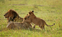 Kenya - Lion Family Behavior