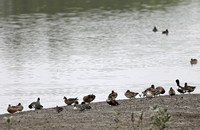 Wetland Park - Winter Waterfowl