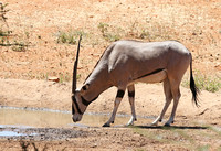 Samburu — Two Oryx Visit a Waterhole