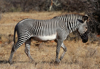 Samburu — A Final Grevy's Zebra Herd
