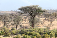 Samburu — Buffalo Springs Landscape & Birds