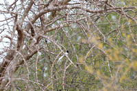 Tsavo West — Terpsiphone viridis White Morph