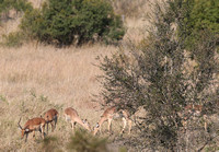 Grazing Near Buffelshoek