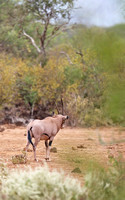Tsavo West — Oryx beisa callotis