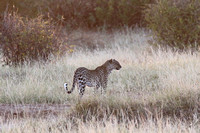 Samburu — Leopard in the Grass