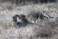 Samburu — Affectionate Cheetahs