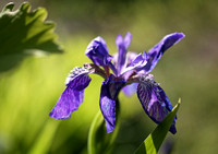 Purple Iris Blooms
