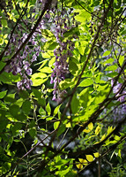 Wisteria Blooms and Foliage