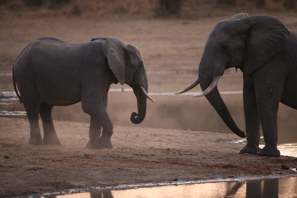 Pachyderms at Dusk