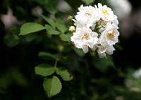 Chengfu Road White Roses