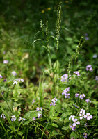 Orychophragmus violaceus and Grass Seed Stalks
