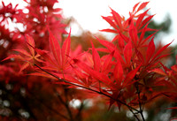Scarlet Acer Foliage at Tsinghua University