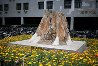 PKU East Gate Fossilized Tree Stump