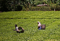 Karatina — Tea Plantation