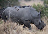 10 Oxpeckers with Rhino