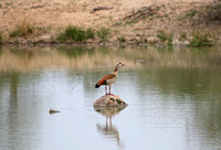 Leopard Hills — Egyptian Goose