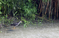 Fujian - Amaurornis phoenicurus in a Downpour