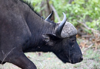 Leopard Hills — Several African Buffalo