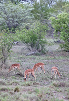 Leopard Hills — Impala Bachelor Herd
