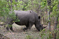 Leopard Hills — White Rhino