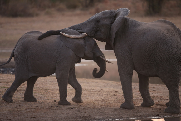 Elephant One-on-One