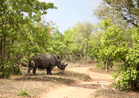 Leopard Hills — Rhino in a Forest