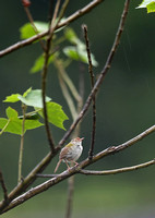 Fujian - Orthotomus sutorius (长尾缝叶莺)