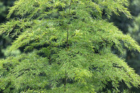 Fujian - Bamboo in Drizzle with Spizixos semitorques