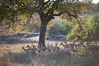 Leopard Hills — Impala Herd