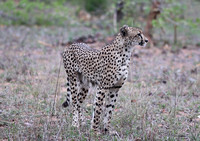 Leopard Hills — Male Cheetah