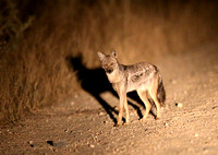 First Side-Striped Jackal Sighting