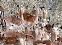 Aepyceros melampus Herd Near Ndzhaka