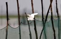 Fujian - Egret Balancing Act on a Rainy Day